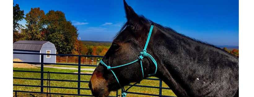 Deer Run Ranch Equine Connection