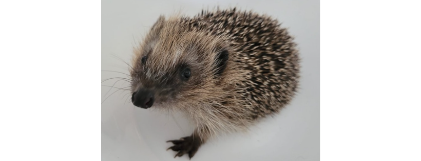 Hope for Hedgehogs Woodside