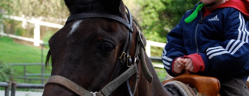Fox equine rescue