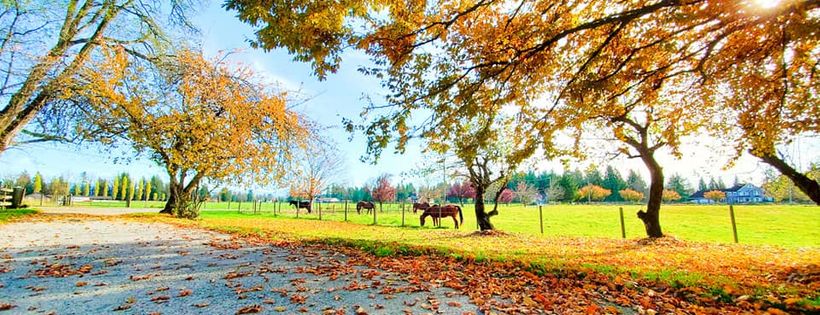 Circle F Horse Rescue Society