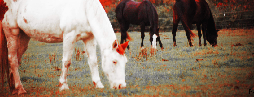 Freedom Ride Farms