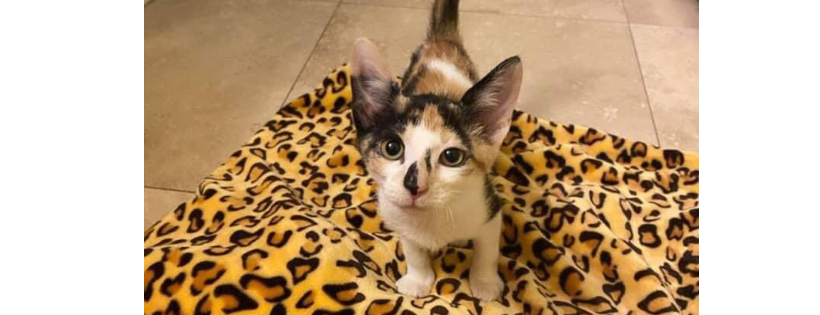 Ana’s Angels Animal Rescue