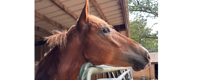 Blair Haven Farm Equine Rescue & Sanctuary