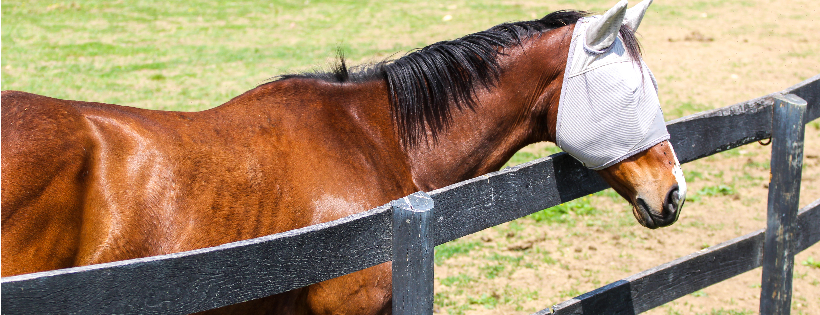 Central Virginia Horse Rescue