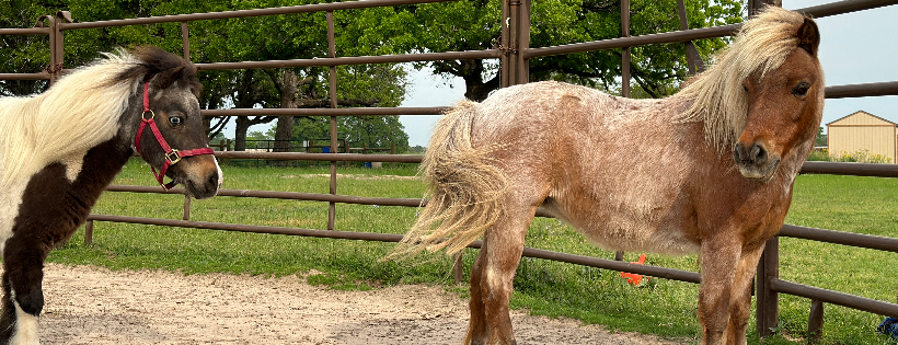 Twisted critterz rescue and rehab