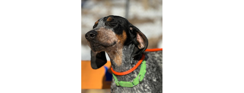One Step Closer Animal Rescue (OSCAR)
