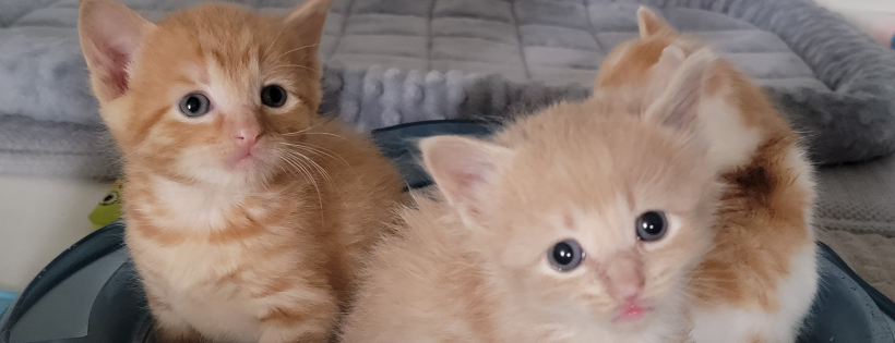 Renko Animal Shelter