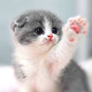 New Beginnings Cat Rehoming Logo