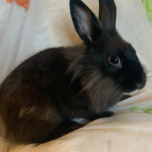 Audrey’s Bunny Rescue Logo