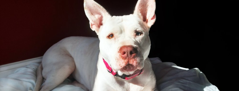 Zion's Mission Animal Rescue