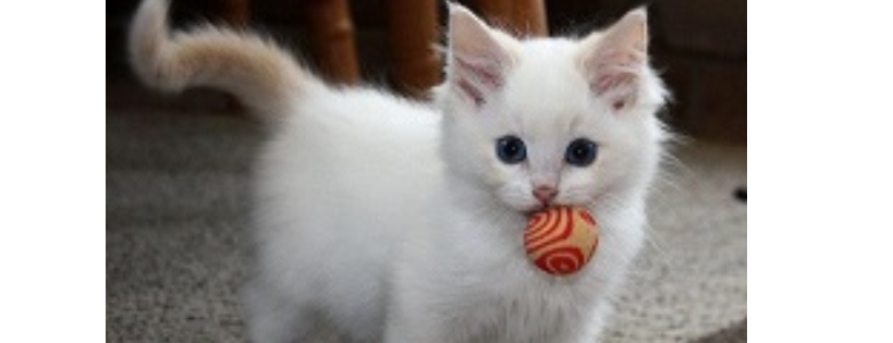 Loving Care Cat Rescue