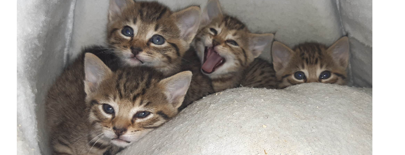 Queenstown Cat Rescue