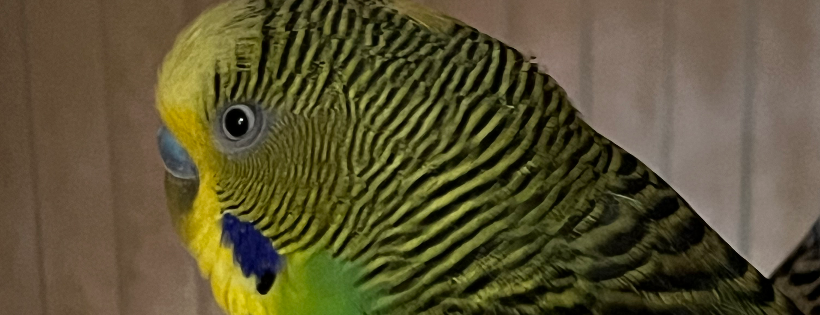 EARPS Exotic Animal Rescue