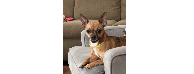 Yuma Homeward Bound Animal Rescue