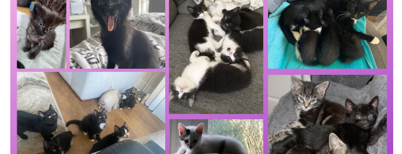Lulubells Rescue