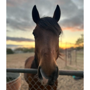 Hoofed Adventures Rescue and Rehabilitation inc