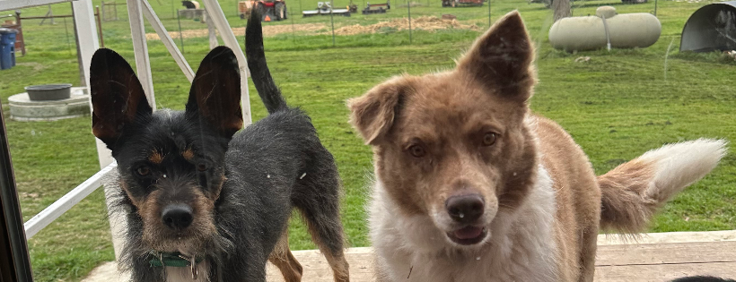 Good Catch Dog Rescue