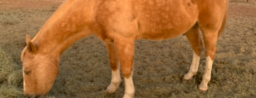 Whispers Ranch Safe Haven Inc