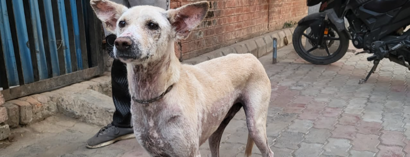 Animal welfare  and Care Services  charitable trust