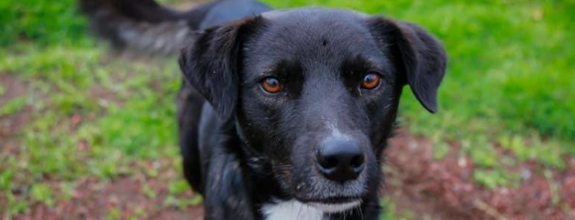 DIBS Rescue