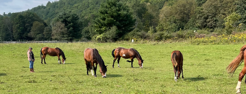 Mustang Valley Sanctuary