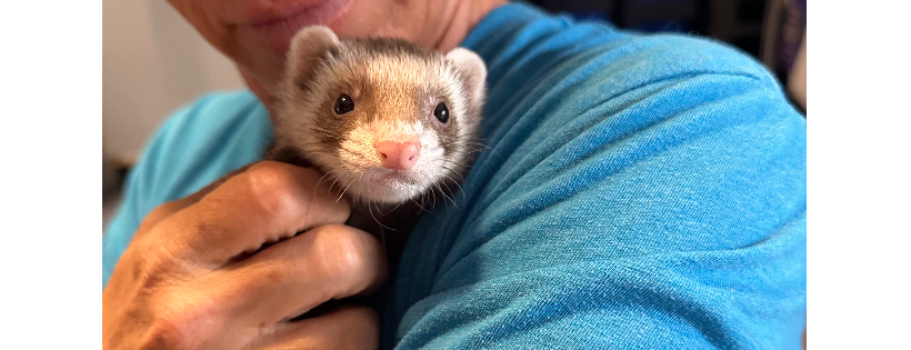 Frisco's Friends Ferret Rescue