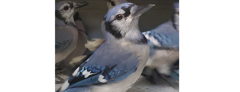 Iowa Bird Rehabilitation