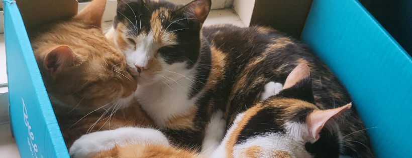 Barnville Rescue Cats Incorporated