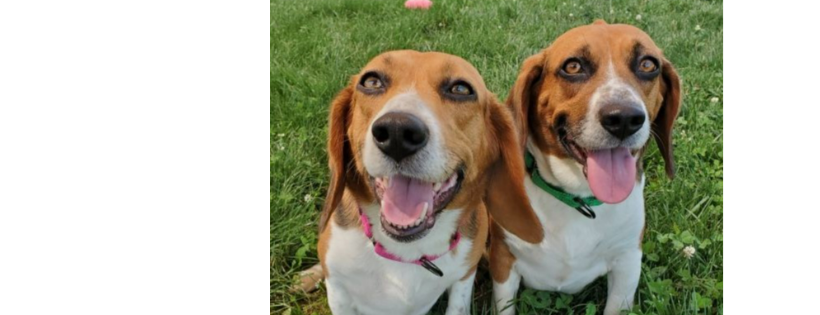 Middleburg Humane Foundation