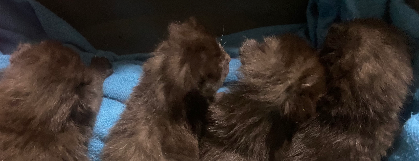 Tracy’s Cats Kitty Rescue