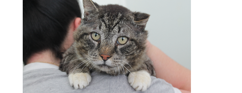 The Mad Catters Feline Rescue Inc.