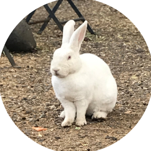 Napa Bunnies Logo