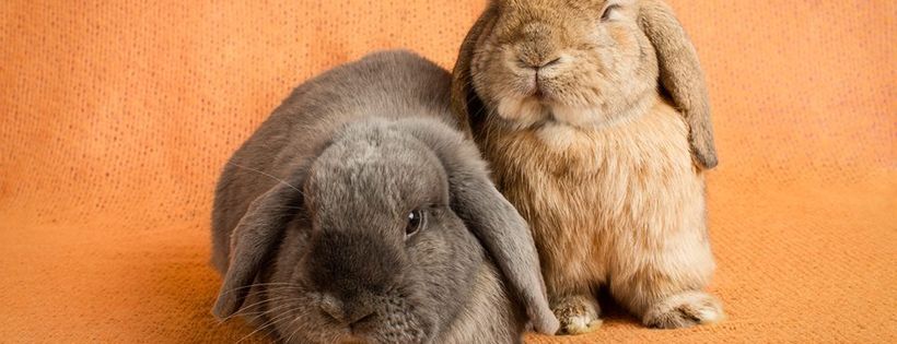 Rabbit Run-Away Orphanage