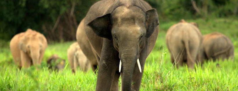 Voice for Asian Elephants Society (VFAES)