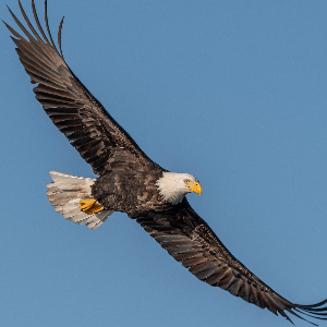 Eagles Den Logo