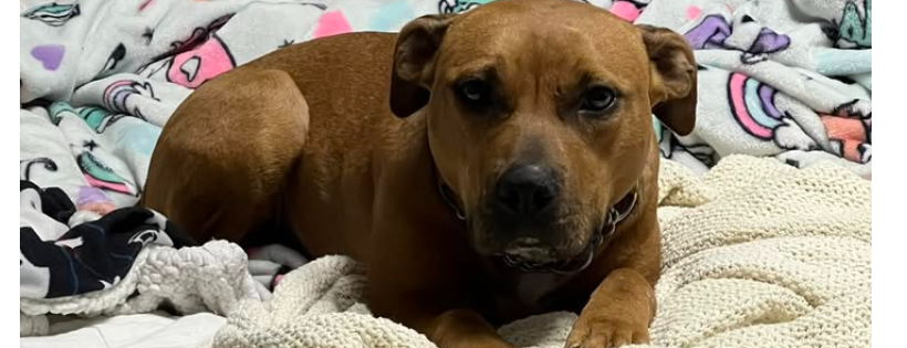 Just Keep Rescuing Canines and Cats
