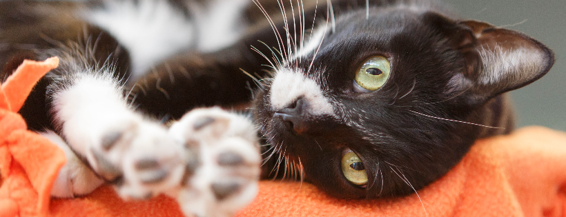 Cat Depot