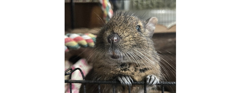 Ottawa Pocket Pet Rescue