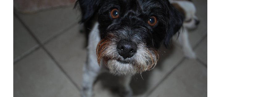 Pet Project for Pets, Inc.