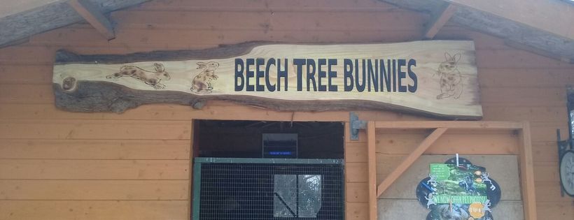 Beech Tree Bunnies