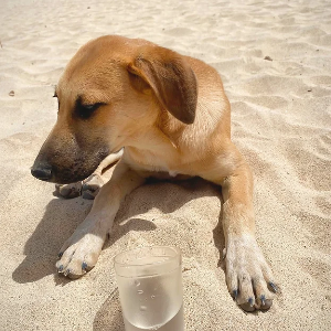 Saving the Beautiful Dogs and Cats of Cape Verde