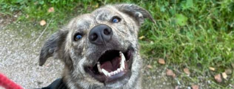 Doggy Dens Uk rescue