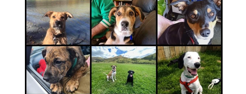 One by one rescue NZ