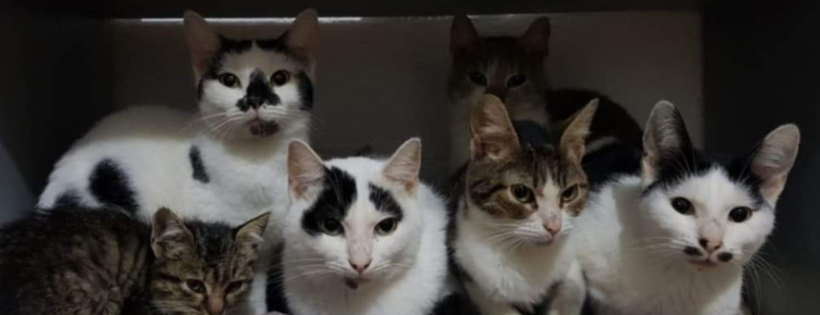 Amos Animals UK CIC