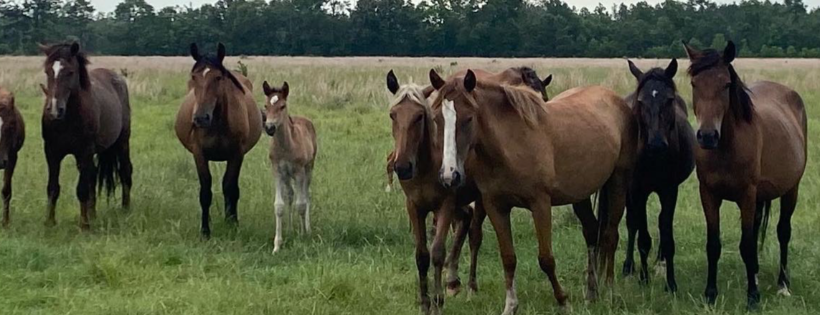 Greeno Equine Sanctuary