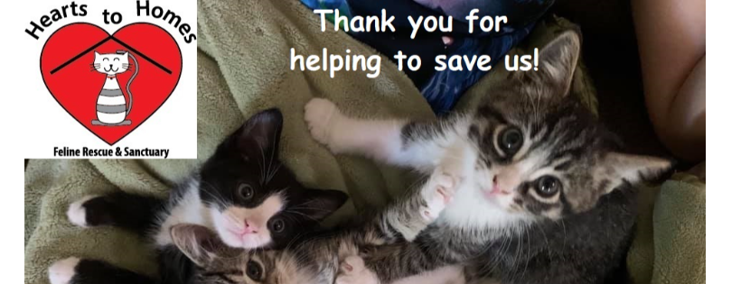 Hearts to Homes Feline Rescue & Sanctuary