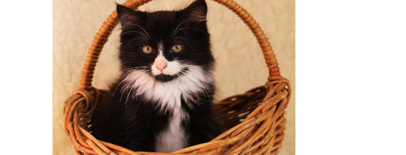 Cats in Crisis