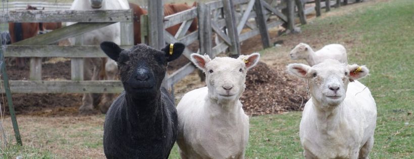 Promised Land Animal Sanctuary