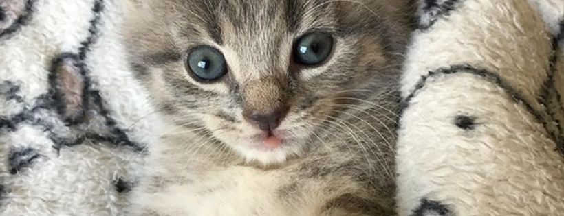 Blue Cross For Pets