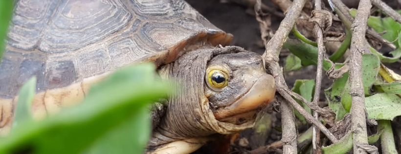 American Tortoise Rescue